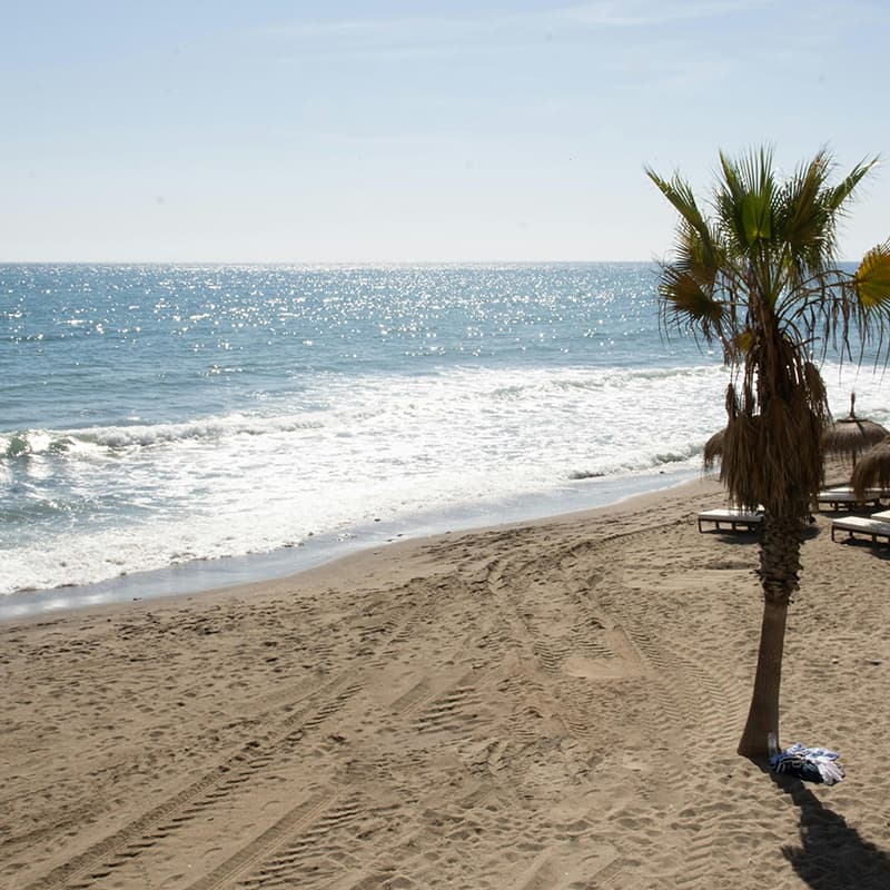 Plage avec un palmier à Marbella